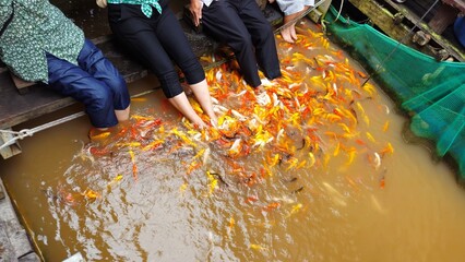 Fish therapy as a medium for acupuncture on the feet for health. Pedicure therapy, fish spa concept.