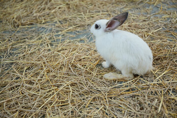 Rabbit in the farm, close-up of a white rabbit