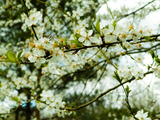 Close up of white flowers of wild apple tree.
