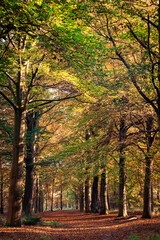 Fototapeta premium View on the nature during autumn in Mastenbos, Kapellen, Belgium.