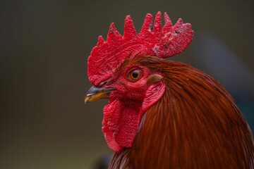 Portrait of a lonely rooster on the farm in the village. Domestic animal free in the garden close...