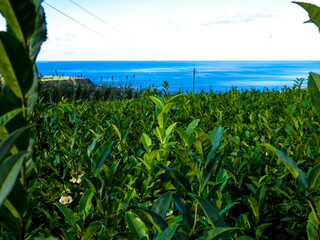 Landscape of tea plantation in Porto Formoso