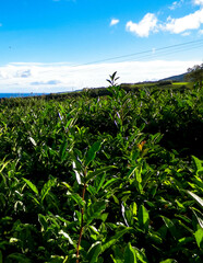 Landscape of tea plantation in Porto Formoso