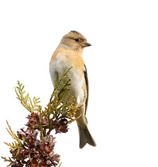 Brambling, Fringilla montifringilla. Bird sitting on a branch, white background, isolated