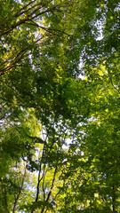 Green branches as a natural background.