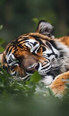 Fototapeta premium rabbit, cat, kitten, puppy, dog, tiger taking a nap,generation AI