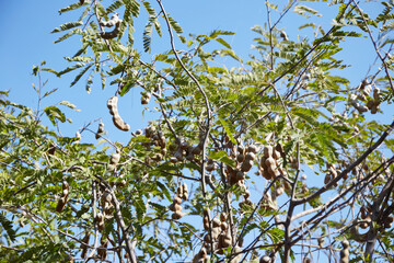 Tamarind tree with ripe tamarind fruits