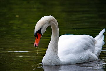 Höckerschwan auf dem Wasser mit tropfendem Schnabel
