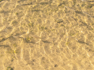Fish in transparent water.