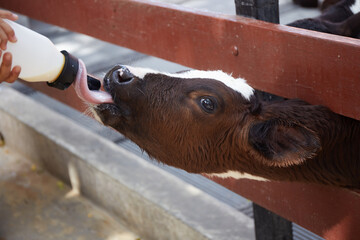 Feeding a calf with milk from a bottle in the farm © JADEZMITH