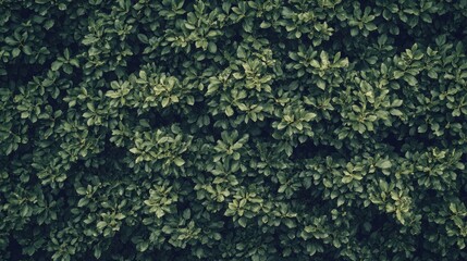 Vibrant Green Leaves Texture, Lush Greenery, Dense Foliage, Natural Background, Nature Wallpaper, Organic Pattern, Green Tones