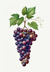 Obraz premium Ripe red grapes hanging from a vine with vibrant green leaves, creating a visual representation of vineyard bounty