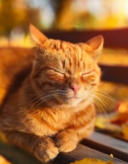 Creative concept photo of red orange cat sitting on bench in park with autumn leaves relaxing in the sun.