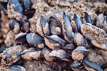 mussels on beach close up