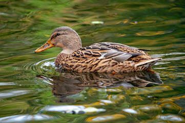 Weibliche Stockente auf dem Wasser