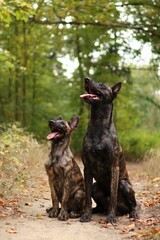 A pack of two Dutch shepherds are at autumn forest