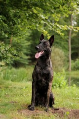 Naklejka premium A adult male of Dutch shepherd sitting in the forest with lake in background