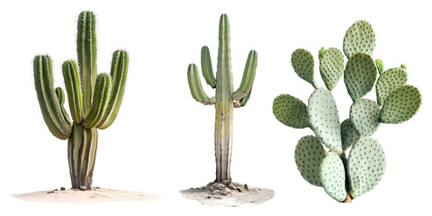 variety of green cactus plants, saguaro and opuntia species isolated on transparent background, PNG