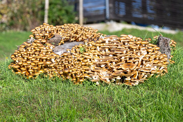 Tree trunk on a meadow full of mushrooms in autumn