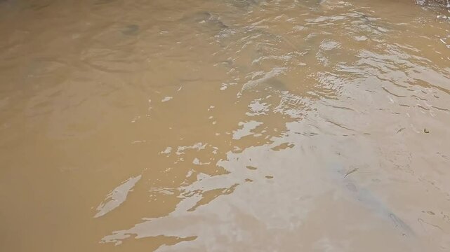 Catfish fighting for food when be fed in a pond at Mekong Delta Vietnam.