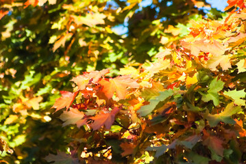 maple leaves in autumn on tree close up