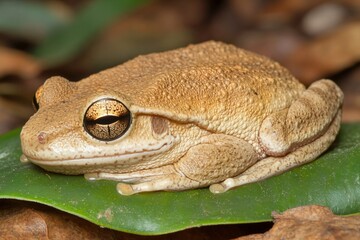 Close-Up of Frog Resting on Leaf in Nature