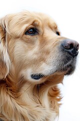 A close up of a Golden Retriever’s face highlights its calm and gentle expression against a white background

