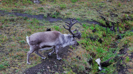 Reindeer grazing in the wild landscape of Barentsburg, Svalbard during late summer