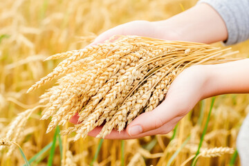 Close-up of hands holding golden wheat sheaves, symbolizing harvest, abundance, and rural livelihood. 