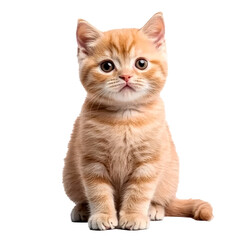 Obraz premium Cute brown kitty sitting on transparent background.