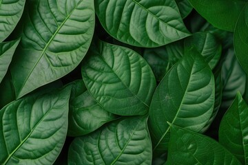 Fototapeta premium Closeup Betel leaves background