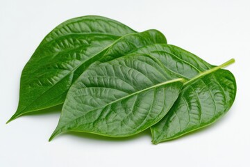 Obraz premium Edible betel leaves fresh and organic over white background