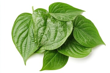 Edible betel leaves fresh and organic over white background