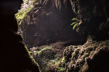 Obraz premium valley cave in forest