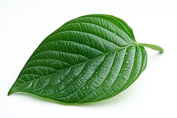 Obraz premium Fresh Piper betel leaf on white background betel leaf betel leaf