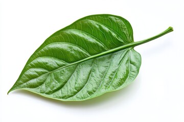 Obraz premium Fresh Piper betel leaf on white background betel leaf betel leaf