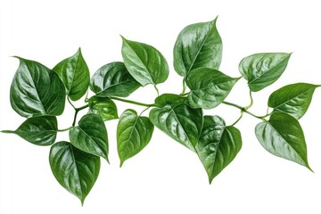 Fresh Piper betle leaves isolated on white background