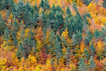 Colores de otoño en la Selva de Irati, Navarra un dia de Noviembre con niebla y lluvia. España,...