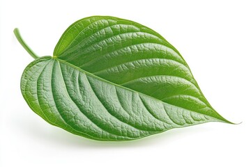 Obraz premium Green betel leaf isolated on white background.