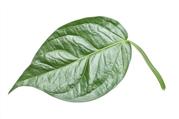 Obraz premium Green betel leaf isolated on white background.