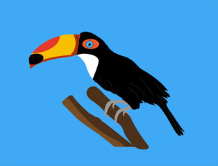 toucan bird colored on a branch on a blue background, 