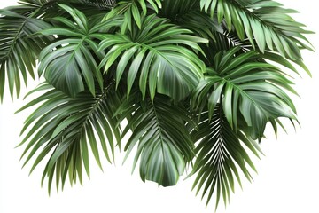 Fototapeta premium Isolated green palm tree leaves on white background.