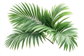 Palm tree leaves isolated on white background.