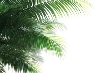 Palm tree leaves isolated on white background.