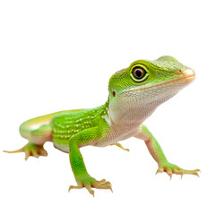 Fototapeta premium A green amphibian isolated on transparent background.