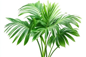 Palm tree leaves isolated on white background.
