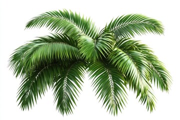 Naklejka premium Palm tree leaves isolated on white background.