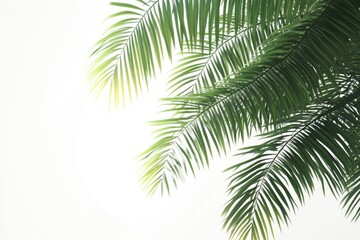 Palm tree leaves on white background.