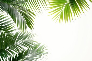Palm tree leaves on white background.