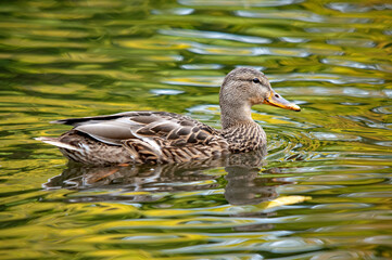 Weibliche Stockente mit detailliertem Federkleid